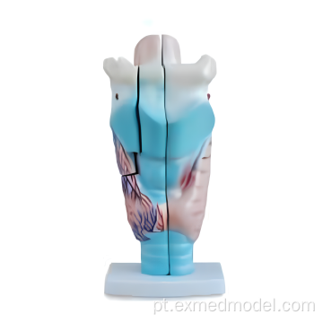 Modelo de laringe humana ampliado
